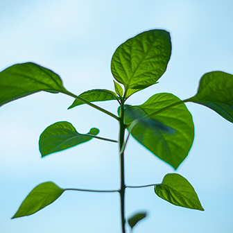 SEGURIDAD Y MEDIOAMBIENTE